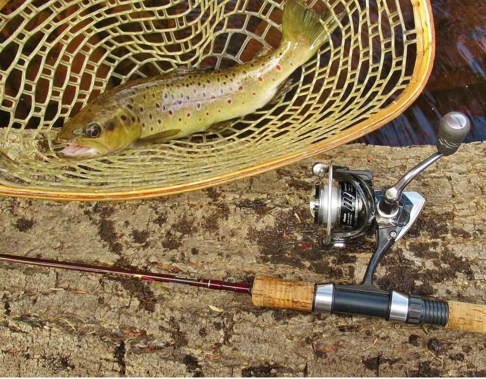 Mastering the Art of Trout Fishing: Choosing the Right Rod插图3