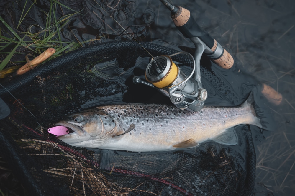 Mastering the Art of Trout Fishing: Choosing the Right Rod插图2