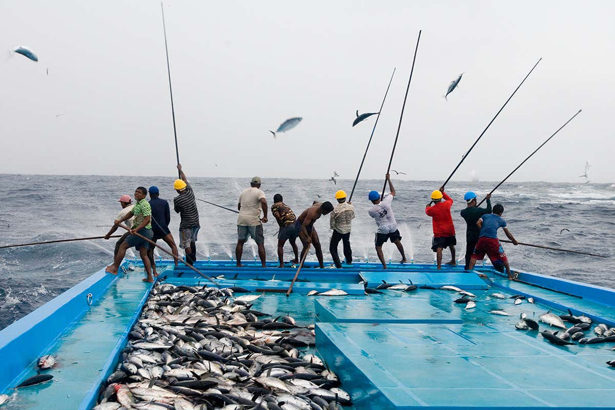 Tuna Fishing Rod